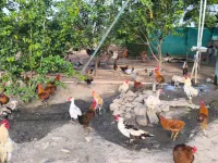 1 BHK Farm House for Sale in Acharapakkam, Chengalpattu