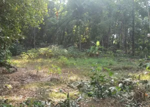  Residential Plot for Sale in Angamaly, Ernakulam
