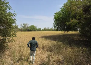  Agricultural Land for Sale in Bavla, Ahmedabad