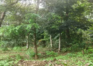 Residential Plot for Sale in Pala, Kottayam