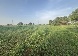 Agricultural Land for Sale in Shankarpally, Rangareddy