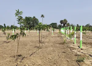 Agricultural Land for Sale in Uthiramerur, Kanchipuram