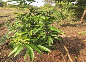 Agricultural Land for Sale in Uthiramerur, Kanchipuram