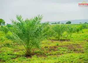  Agricultural Land for Sale in Kandi, Sangareddy