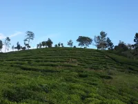 Residential Plot for Sale in Kotagiri, Nilgiris