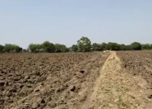  Agricultural Land for Sale in Viramgam, Ahmedabad