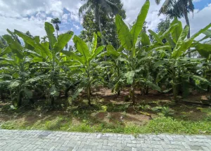  Residential Plot for Sale in Angamaly, Ernakulam