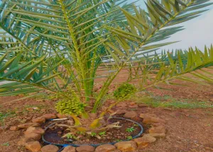  Agricultural Land for Sale in Wasar, Sangareddy