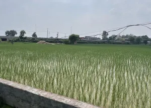 Agricultural Land for Sale in Dirba, Sangrur