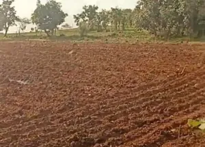 Agricultural Land for Sale in Chincholi, Gulbarga