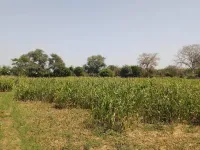  Agricultural Land for Sale in Borsad, Anand