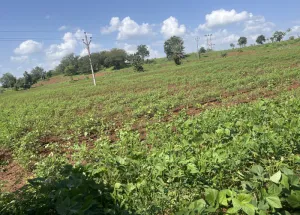Agricultural Land for Sale in Chincholi, Gulbarga