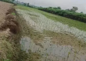  Agricultural Land for Sale in Gomat, Aligarh