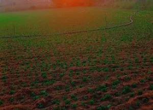 Agricultural Land for Sale in Pushkar, Ajmer