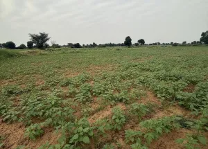 10 Bigha Residential Plot for Sale in Vijapur, Mahesana
