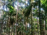  Agricultural Land for Sale in Kundapura, Udupi