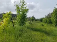 Agricultural Land for Sale in Belur Hassan