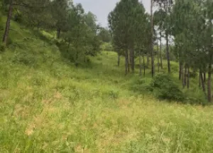 Agricultural Land for Sale in Sabathu, Solan