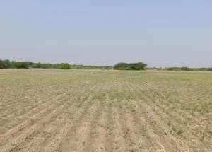 Residential Plot for Rent in Denkanikottai, Hosur