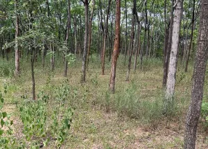  Agricultural Land for Sale in Jadcherla, Mahbubnagar