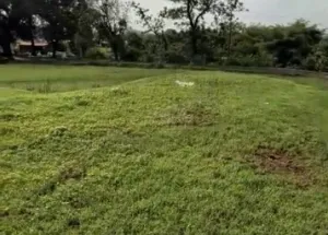 Agricultural Land for Sale in Neral, Raigad