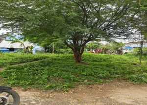 Residential Plot for Sale in Ayothiyapattinam, Salem