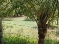  Agricultural Land for Sale in 10th Cross Rd, Bellandur, Bangalore