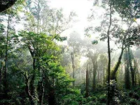  Agricultural Land for Sale in Somvarpet Sorab, Kodagu