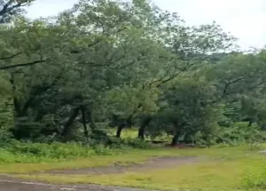 22500 Sq. Meter Residential Plot for Sale in Dodamarg, Sindhudurg