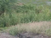  Agricultural Land for Sale in Madurai,sambakudi, Madurai