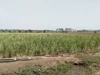 Agricultural Land for Sale in Palsana, Surat