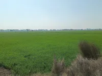  Agricultural Land for Sale in Dadri Road, Jhajjar