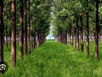 Agricultural Land for Sale in Mohra, Ambala