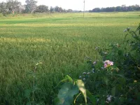  Agricultural Land for Sale in Matloda, Panipat