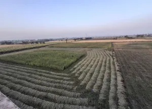 45000 Sq.ft. Industrial Land for Rent in Hazira, Surat
