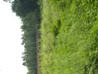  Agricultural Land for Sale in Mansa road, Sirsa, Sirsa