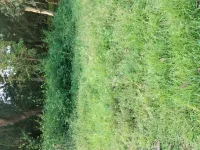  Agricultural Land for Sale in Borim, Ponda, Goa