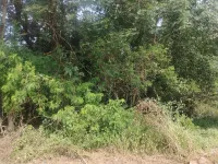  Residential Plot for Sale in Margao, Goa