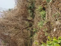  Residential Plot for Sale in Aquem, Margao, Goa