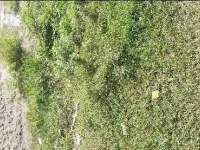  Agricultural Land for Sale in Thakurdwara, Moradabad