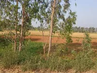  Agricultural Land for Sale in Gajraula, Amroha