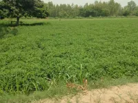  Agricultural Land for Sale in Mirganj, Bareilly
