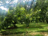  Agricultural Land for Sale in Kanth Road, Moradabad