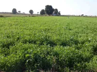Agricultural Land for Sale in Thakurdwara, Moradabad