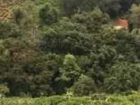 Agricultural Land for Sale in Manjoor, Nilgiris