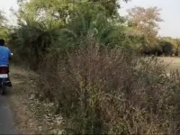  Agricultural Land for Sale in Khurai, Sagar