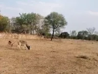  Agricultural Land for Sale in Dabok, Udaipur