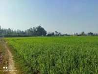  Agricultural Land for Sale in Banaur, Patiala
