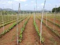  Agricultural Land for Sale in Yelahanka, Bangalore