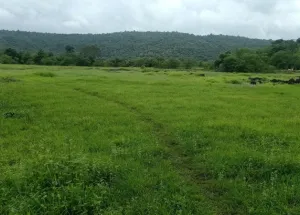  Agricultural Land for Sale in Mangaon, Raigad